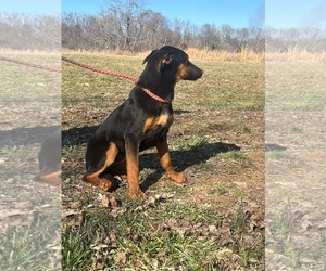 Anya - Female Doberman Pinscher-German Shepherd Dog Mix Dog for Adoption - Photo #2