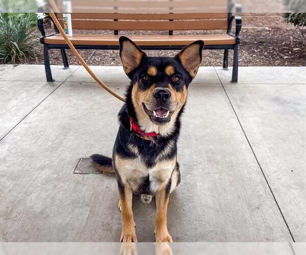 Medium Photo #2 German Shepherd Dog-Unknown Mix Puppy For Sale in Orange, CA, USA