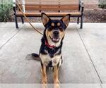 Small #1 German Shepherd Dog Mix