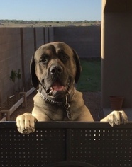 Mastiff Puppy for sale in ALBUQUERQUE, NM, USA