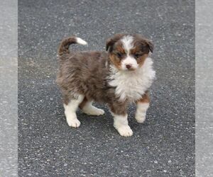 Bernedoodle (Miniature) Puppy for sale in NARVON, PA, USA