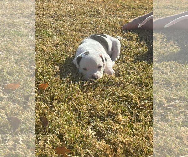 Medium Photo #3 American Staffordshire Terrier-Collie Mix Puppy For Sale in Dallas, TX, USA