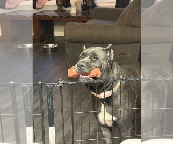 Medium Photo #2 Cane Corso Puppy For Sale in STRATFORD, NY, USA