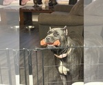 Small #1 Cane Corso