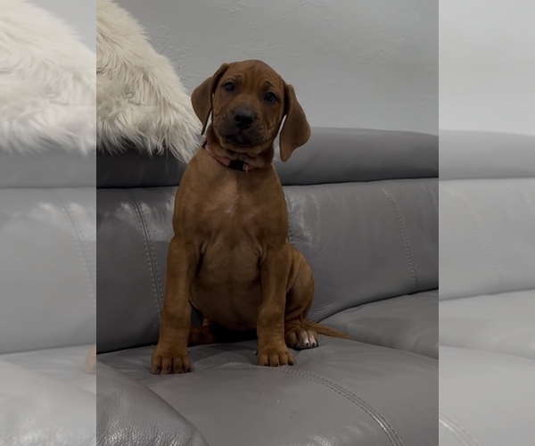 Medium Photo #5 Rhodesian Ridgeback Puppy For Sale in LEHIGH ACRES, FL, USA
