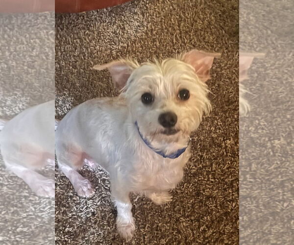 Medium Photo #3 Maltese Puppy For Sale in Pottstown, PA, USA