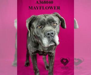 Mastiff Dogs for adoption in Stockton, CA, USA
