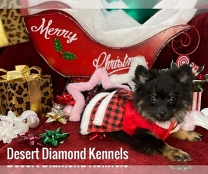 Pomeranian Puppy for sale in HI VISTA, CA, USA