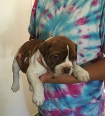 Alapaha Blue Blood Bulldog Puppy for sale in HARDIN, MT, USA