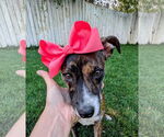 Small #2 Mutt