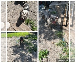 American Bully Puppy for sale in LAKE WORTH, FL, USA