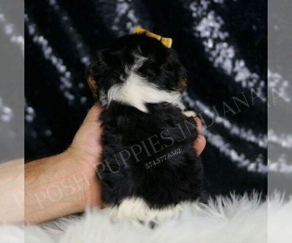 Medium Photo #6 Cavalier King Charles Spaniel Puppy For Sale in WARSAW, IN, USA