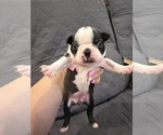 Small #5 Boston Terrier