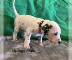 Small Photo #13 Dalmatian Puppy For Sale in AMARILLO, TX, USA