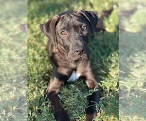 American Pit Bull Terrier-Unknown Mix Dogs for adoption in Bolivar, MO, USA