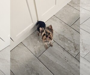 Father of the Yorkshire Terrier puppies born on 01/02/2025