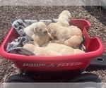 Small Golden Retriever