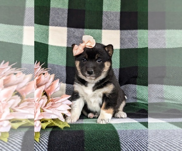 Medium Photo #5 Shiba Inu Puppy For Sale in PEACH BOTTOM, PA, USA