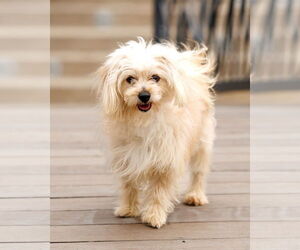 Havamalt Dogs for adoption in McKinney, TX, USA