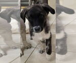 Small #2 Anatolian Shepherd