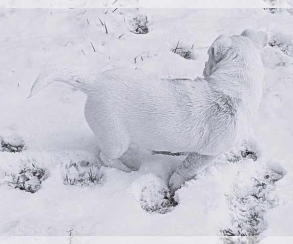 Medium Photo #12 Jack Russell Terrier Puppy For Sale in APPLE GROVE, WV, USA