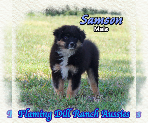 Medium Photo #1 Miniature Australian Shepherd Puppy For Sale in FORESTBURG, TX, USA