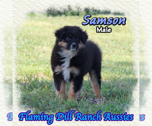 Miniature Australian Shepherd Puppy for sale in FORESTBURG, TX, USA