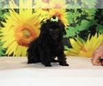 Melina - Female Poodle (Toy) Puppy for Sale - Photo #5