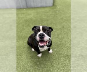 American Pit Bull Terrier Dogs for adoption in San Martin, CA, USA