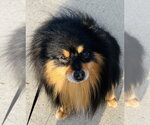 Small #1 Pomeranian
