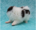 Small Photo #32 Pomeranian Puppy For Sale in PALM BCH GDNS, FL, USA