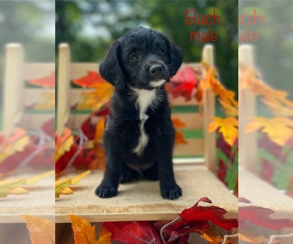 Medium Photo #1 Mutt-Poodle (Miniature) Mix Puppy For Sale in WOODBURY, TN, USA