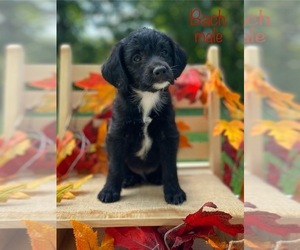 Mutt-Poodle (Miniature) Mix Puppy for sale in WOODBURY, TN, USA
