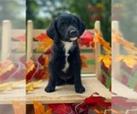 Image preview for Ad Listing. Nickname: Litter of 5