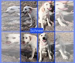 Small #18 Labrador Retriever Mix