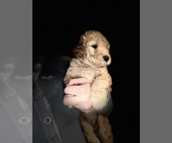 Medium Photo #5 Goldendoodle-Poodle (Miniature) Mix Puppy For Sale in METHUEN, MA, USA