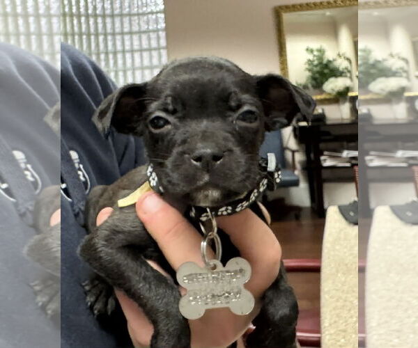 Medium Photo #6 Mutt Puppy For Sale in Holly Springs, NC, USA