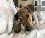 Small #4 Mutt