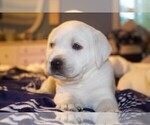 Small #11 Labrador Retriever