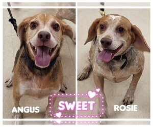 Beagle Dogs for adoption in Tampa, FL, USA