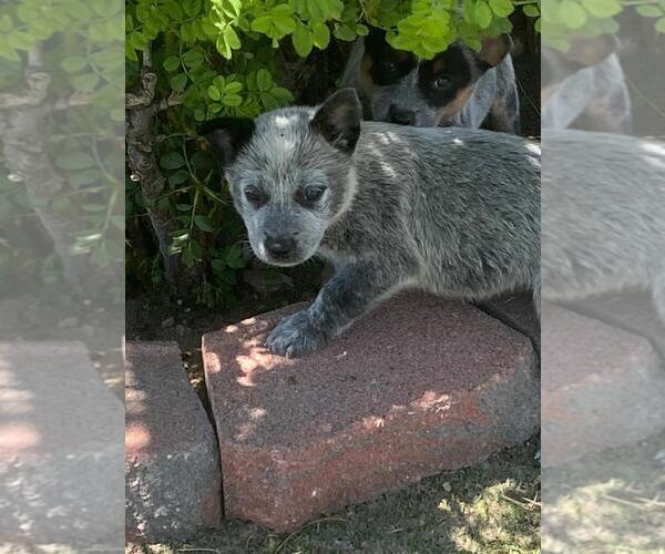 Medium Photo #2 Australian Cattle Dog Puppy For Sale in BRIGGSDALE, CO, USA