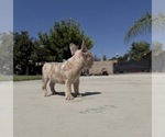Small #1 French Bulldog
