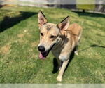 Small #1 German Shepherd Dog