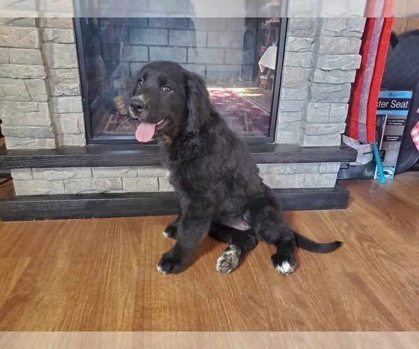 Medium Photo #2 Golden Mountain Dog Puppy For Sale in BLACK FOREST, CO, USA