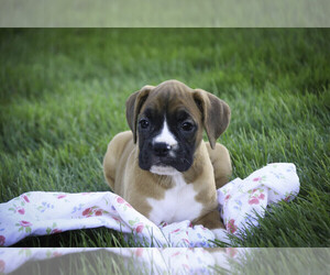 Boxer Puppy for sale in SHIPSHEWANA, IN, USA