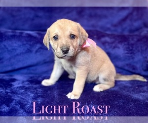 Bluetick Coonhound-Boerboel Mix Puppy for sale in NEW BRAUNFELS, TX, USA