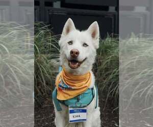 Siberian Husky Dogs for adoption in Carrollton, TX, USA
