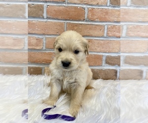 Golden Retriever Puppy for sale in LAPOINT, UT, USA