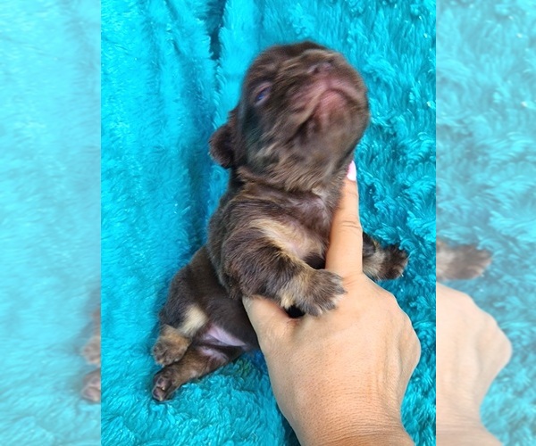 Medium Photo #6 French Bulldog Puppy For Sale in LAS VEGAS, NV, USA