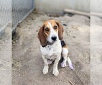 Small Photo #1 Beagle Puppy For Sale in BOWLING GREEN, MO, USA
